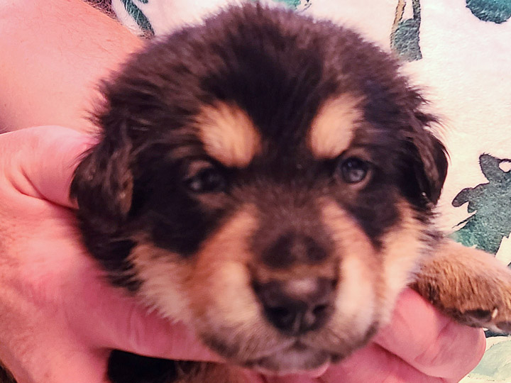chinook puppy